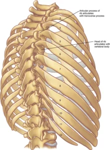 Diagram of middle back pain chest pain