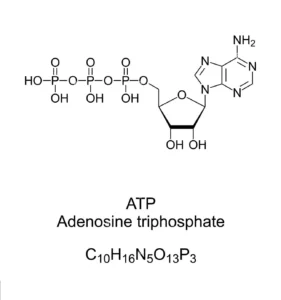 creatine increases atp production